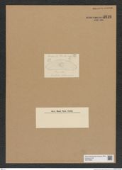 Diatomeae indet. Zeichnungen Sammlung Grunow Nr. 9116 (NHMW-BOT-W0378883)